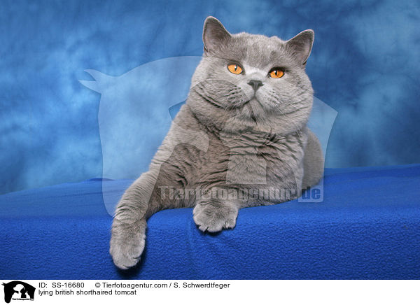 lying british shorthaired tomcat / SS-16680
