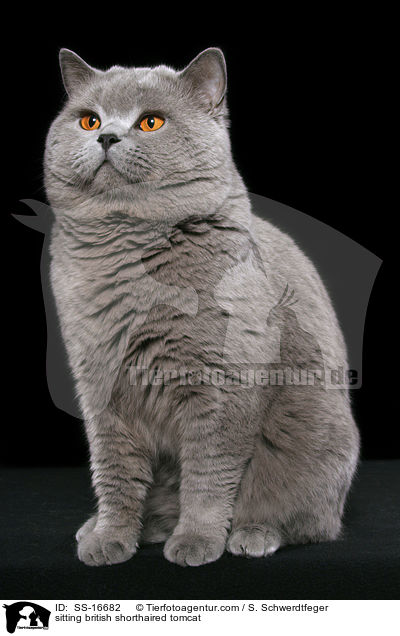 sitting british shorthaired tomcat / SS-16682