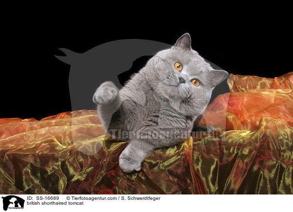 Britisch Kurzhaar Kater / british shorthaired tomcat / SS-16689