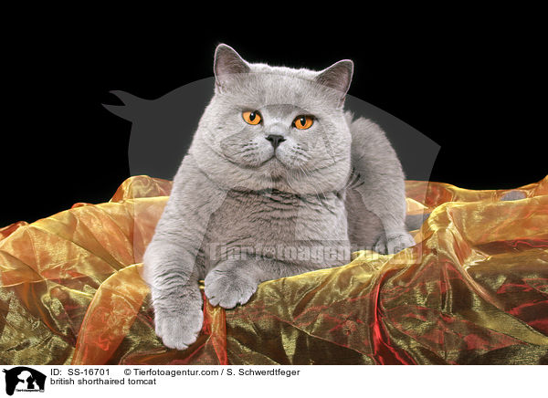 Britisch Kurzhaar Kater / british shorthaired tomcat / SS-16701