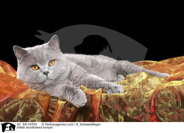 Britisch Kurzhaar Kater / british shorthaired tomcat / SS-16703