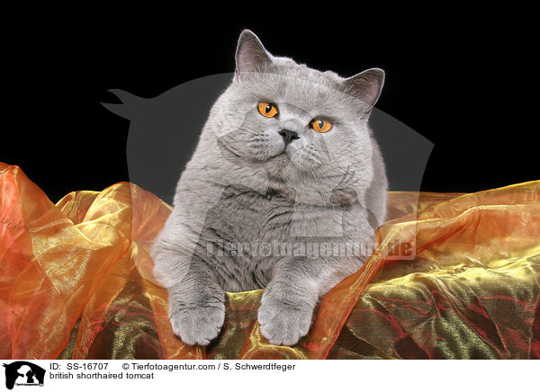 Britisch Kurzhaar Kater / british shorthaired tomcat / SS-16707