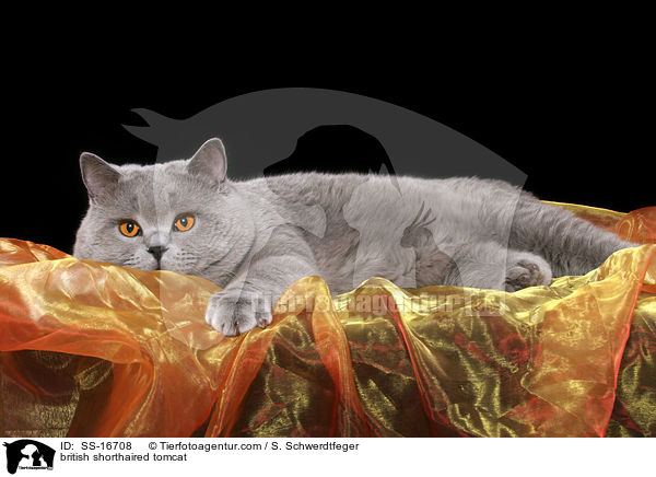 Britisch Kurzhaar Kater / british shorthaired tomcat / SS-16708