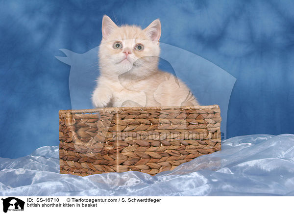 Britisch Kurzhaar Ktzchen in Krbchen / british shorthair kitten in basket / SS-16710