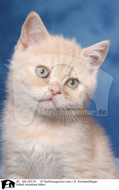 Britisch Kurzhaar Ktzchen / british shorthair kitten / SS-16715