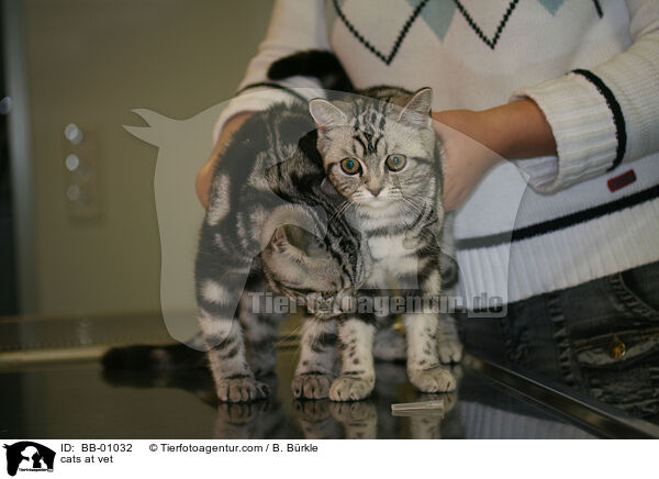 Katzen beim Tierarzt / cats at vet / BB-01032