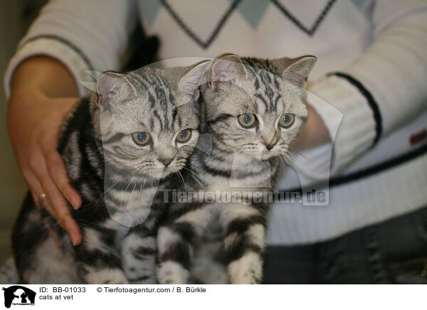 Katzen beim Tierarzt / cats at vet / BB-01033