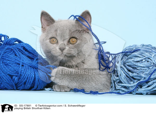 spielendes Britisch Kurzhaar Ktzchen / playing British Shorthair Kitten / SS-17881