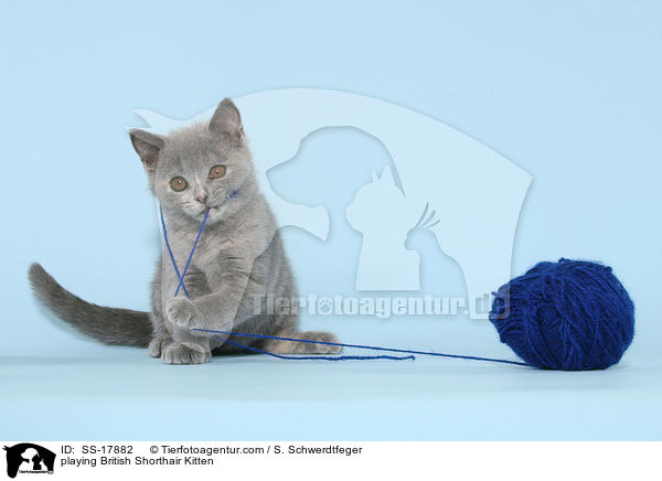 spielendes Britisch Kurzhaar Ktzchen / playing British Shorthair Kitten / SS-17882