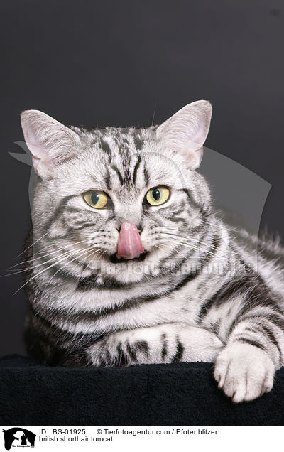 Britisch Kurzhaar Kater / british shorthair tomcat / BS-01925