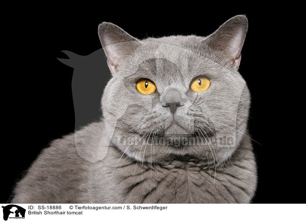 British Shorthair tomcat / SS-18886