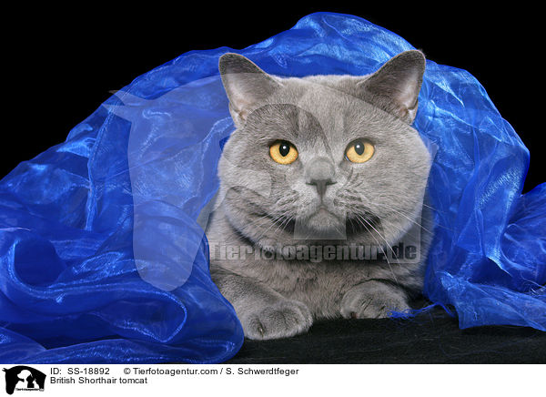 British Shorthair tomcat / SS-18892