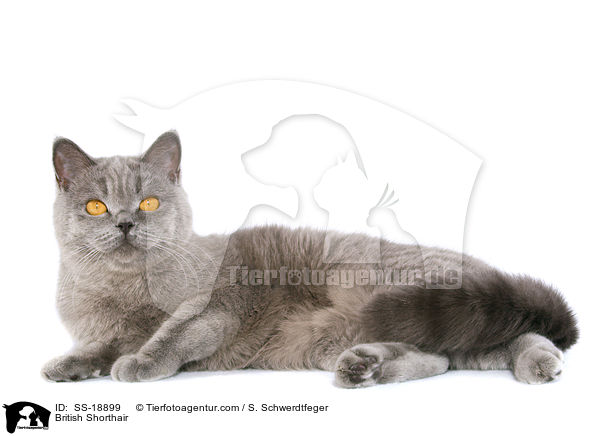 British Shorthair / SS-18899