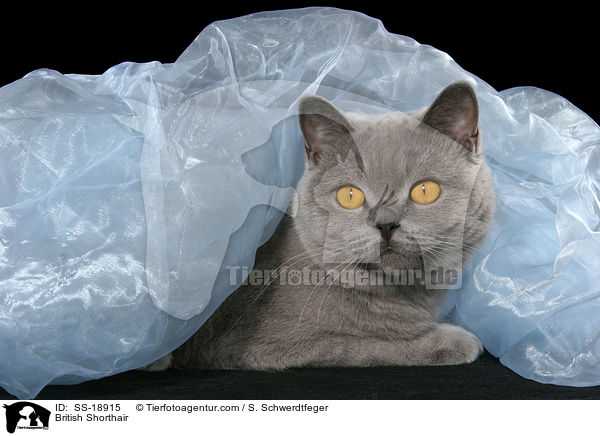 Britisch Kurzhaar / British Shorthair / SS-18915