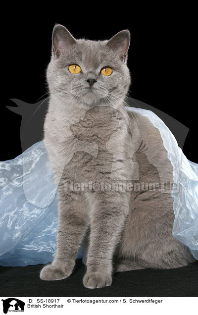 Britisch Kurzhaar / British Shorthair / SS-18917