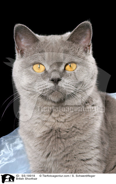 Britisch Kurzhaar / British Shorthair / SS-18918