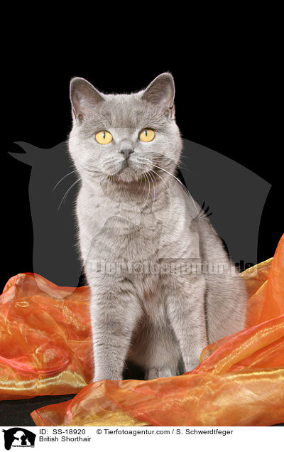 Britisch Kurzhaar / British Shorthair / SS-18920