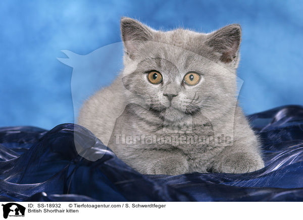 Britisch Kurzhaar Ktzchen / British Shorthair kitten / SS-18932