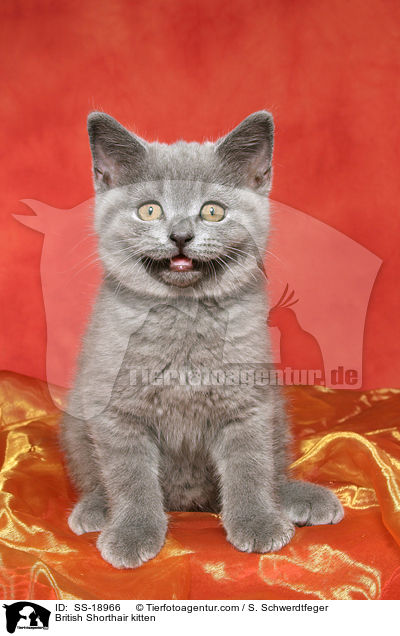 Britisch Kurzhaar Ktzchen / British Shorthair kitten / SS-18966