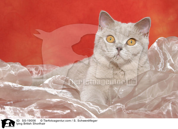 Britisch Kurzhaar / British Shorthair / SS-19006
