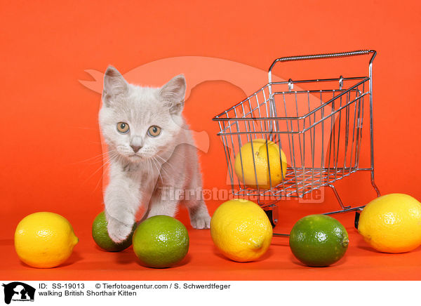 Britisch Kurzhaar Ktzchen / British Shorthair Kitten / SS-19013