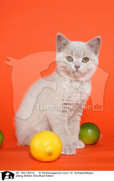 Britisch Kurzhaar Ktzchen / British Shorthair Kitten / SS-19014