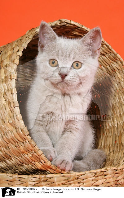 Britisch Kurzhaar Ktzchen / British Shorthair Kitten / SS-19022
