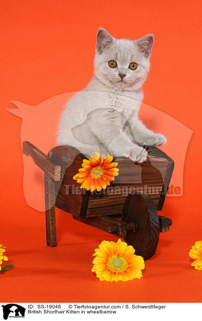 Britisch Kurzhaar Ktzchen / British Shorthair Kitten / SS-19046