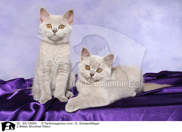 2 British Shorthair Kitten / SS-19064