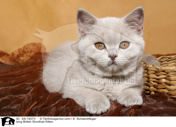 lying British Shorthair Kitten / SS-19073