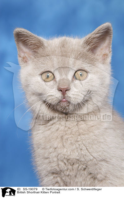 British Shorthair Kitten Portrait / SS-19079