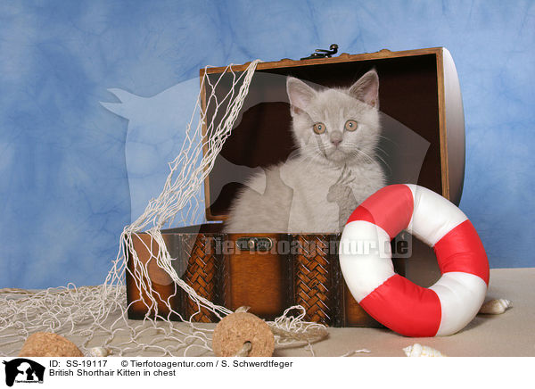 Britisch Kurzhaar Ktzchen / British Shorthair Kitten / SS-19117