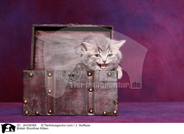 Britisch Kurzhaar Ktzchen / British Shorthair Kitten / JH-09366