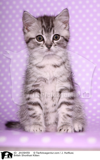 Britisch Kurzhaar Ktzchen / British Shorthair Kitten / JH-09459