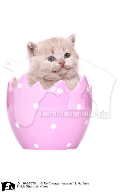Britisch Kurzhaar K�tzchen / British Shorthair Kitten / JH-09678