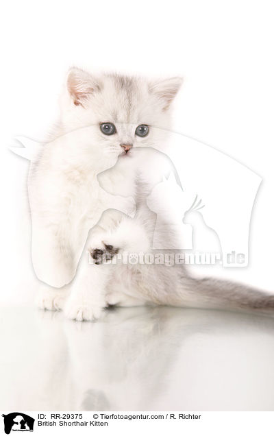 Britisch Kurzhaar Ktzchen / British Shorthair Kitten / RR-29375