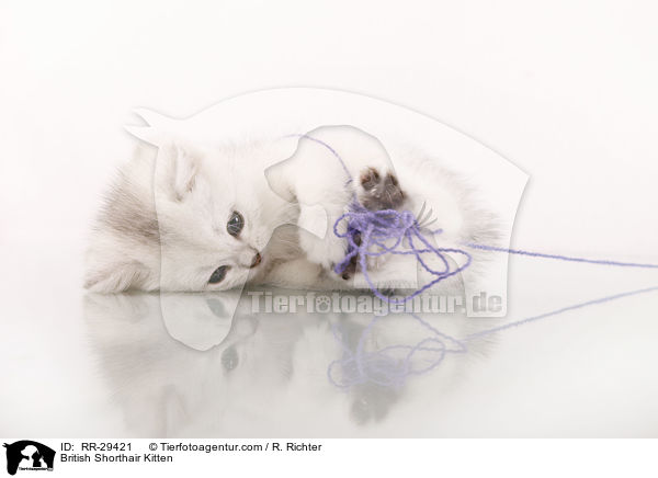 Britisch Kurzhaar Ktzchen / British Shorthair Kitten / RR-29421
