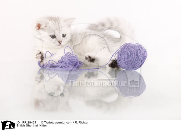 Britisch Kurzhaar Ktzchen / British Shorthair Kitten / RR-29427