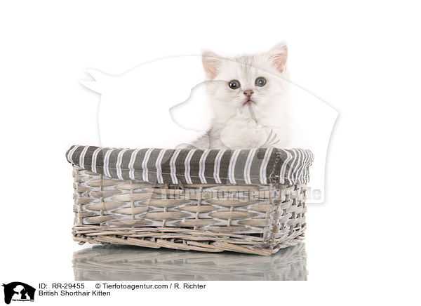 Britisch Kurzhaar Ktzchen / British Shorthair Kitten / RR-29455