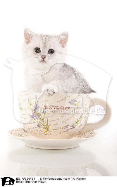 Britisch Kurzhaar Ktzchen / British Shorthair Kitten / RR-29467