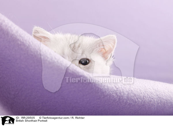 Britisch Kurzhaar Portrait / British Shorthair Portrait / RR-29505