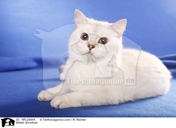 British Shorthair / RR-29644