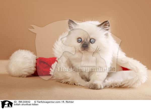 Britisch Kurzhaar Ktzchen / british shorthair kitten / RR-30642