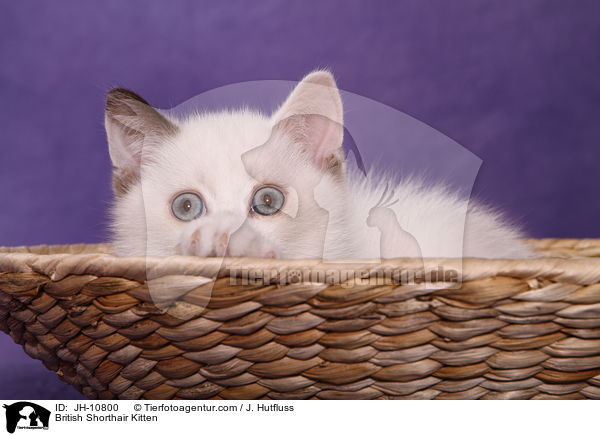 Britisch Kurzhaar Ktzchen / British Shorthair Kitten / JH-10800