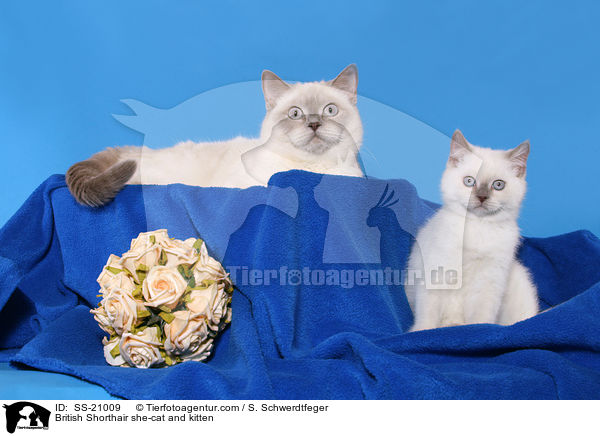 Britisch Kurzhaar / British Shorthair / SS-21009