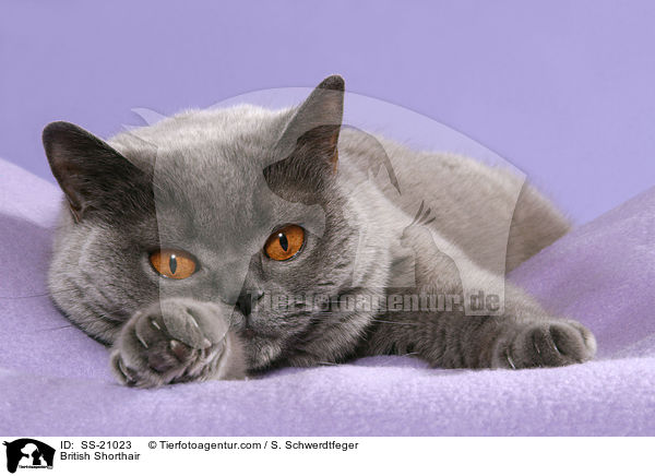 Britisch Kurzhaar / British Shorthair / SS-21023