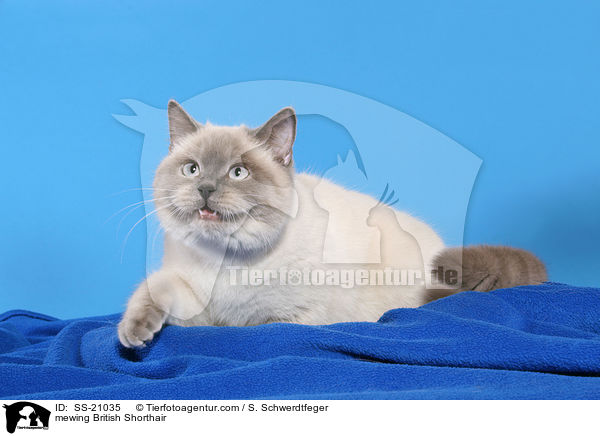 Britisch Kurzhaar / British Shorthair / SS-21035