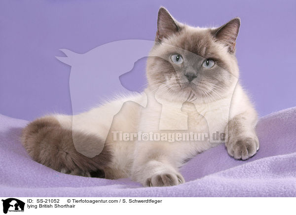 lying British Shorthair / SS-21052