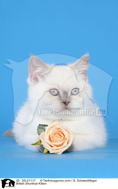 British Shorthair Kitten / SS-21117