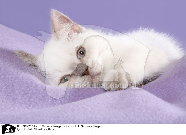 Britisch Kurzhaar Ktzchen / British Shorthair Kitten / SS-21149